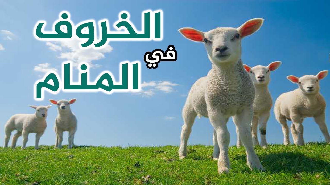 ذبح الخرفان في المنام - حلم ذبح الخرفان 3968 2