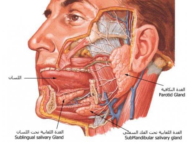 هل يوجد عضلة اقوي في الجسم راح اقلك , ما هي اقوى عضلة في جسم الانسان