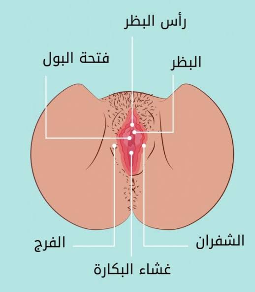 حجم فتحة المهبل قبل الزواج - معلومه مهمه لا تعرفيها 4077 2