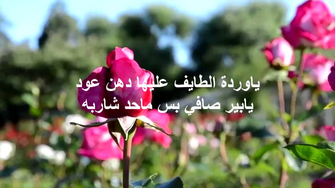 احلى ورد واحلى كلام روعة، صور ورد مع عبارات 6435 7