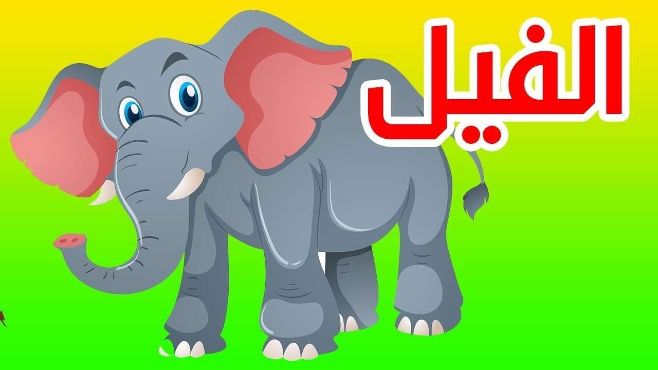 اقوال عن الحيوانات - الحيوانات هيا اوفي المخلوقات ازي هقلك 3204 7