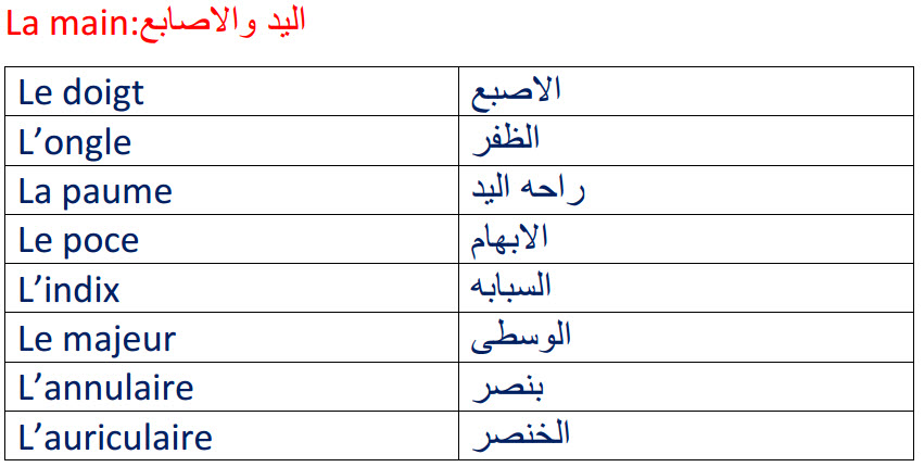 اجزاء الجسم بالفرنسية 1925 3