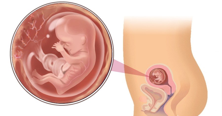 الحمل في الاسبوع الثاني عشر - تعرفى على اعراضه والتطورات التى تطرا على جنينك 3754