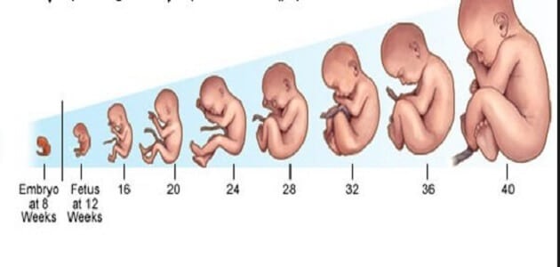 الوزن الطبيعي للجنين في الشهر التاسع , اطمني علي مولودك من وزنه