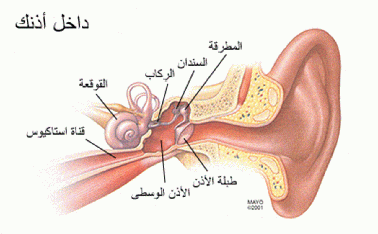 معلومات عن الاذن الوسطى , ما هي الأذن الوسطى؟ , 