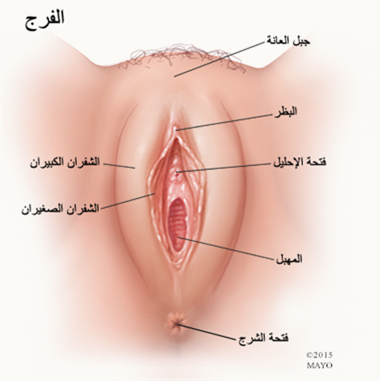 معلومات عن المهبل , المهبل ليس كما تعتقد