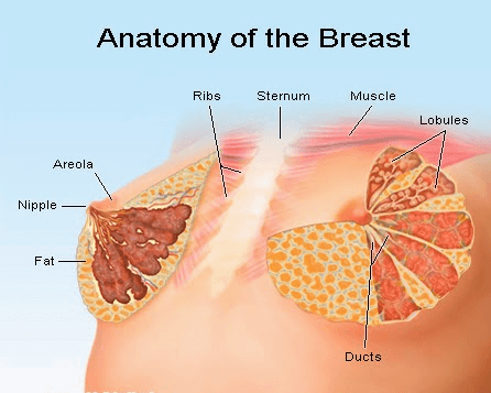الاورام الحميدة في الثدي بالصور - معلومه لا تعرفها عن سرطان الثدى الحميد 1009