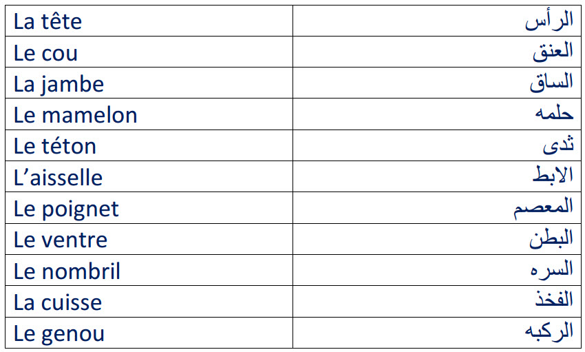 اجزاء الجسم بالفرنسية 1925 2