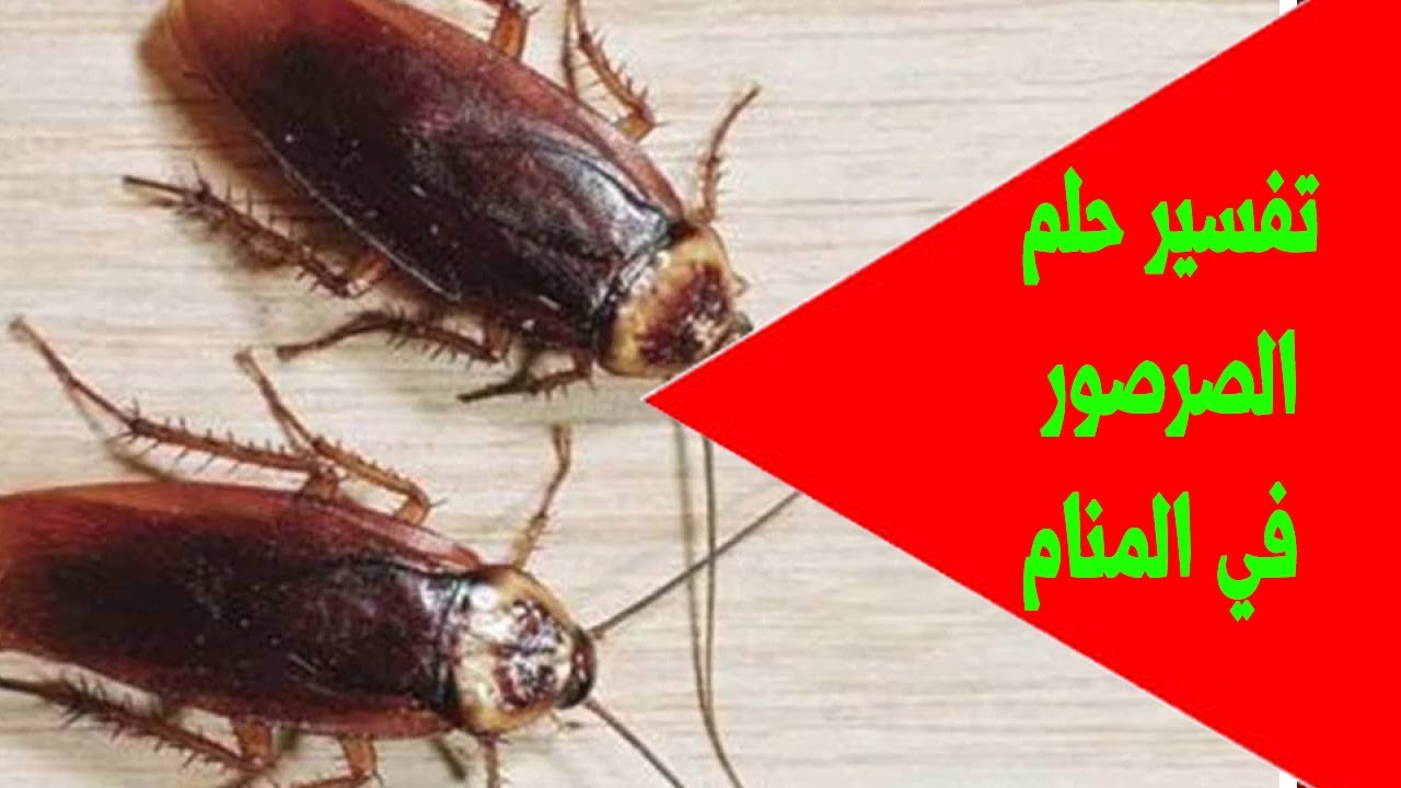 من اخرف الأحلام، تفسير حلم الصرصور 6419