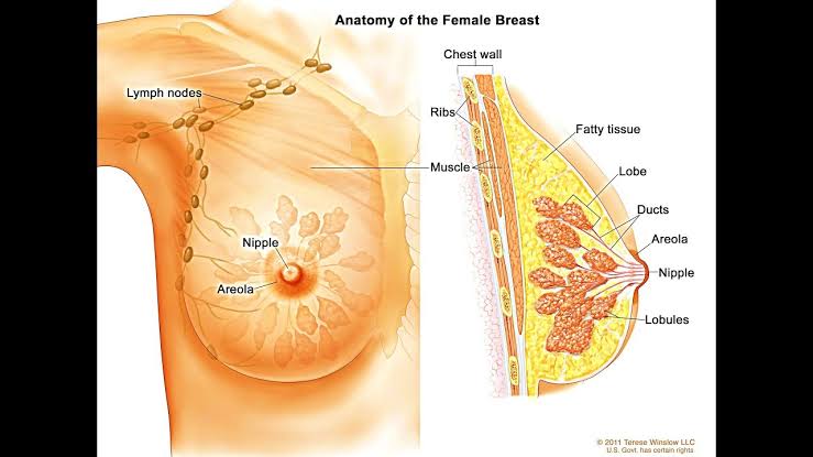 الاورام الحميدة في الثدي بالصور - معلومه لا تعرفها عن سرطان الثدى الحميد 1009 1