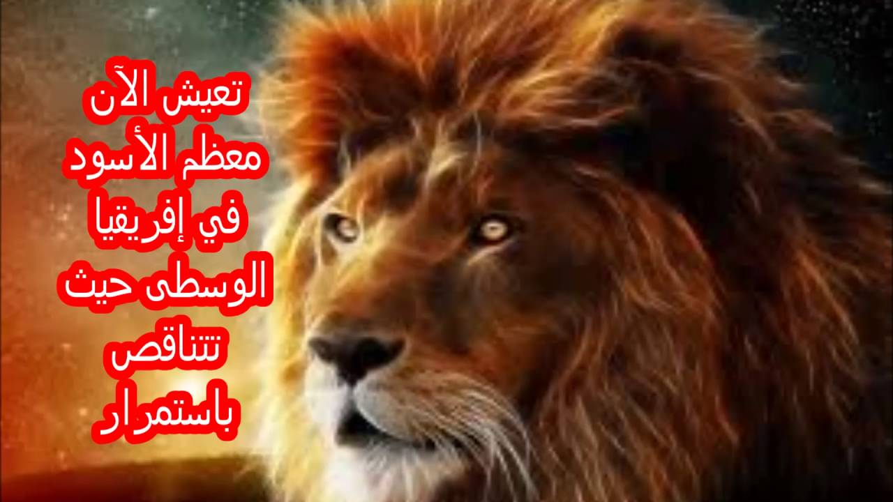 موضوع عن الاسد - لم اجد اقوي منه فعلا 3371 3