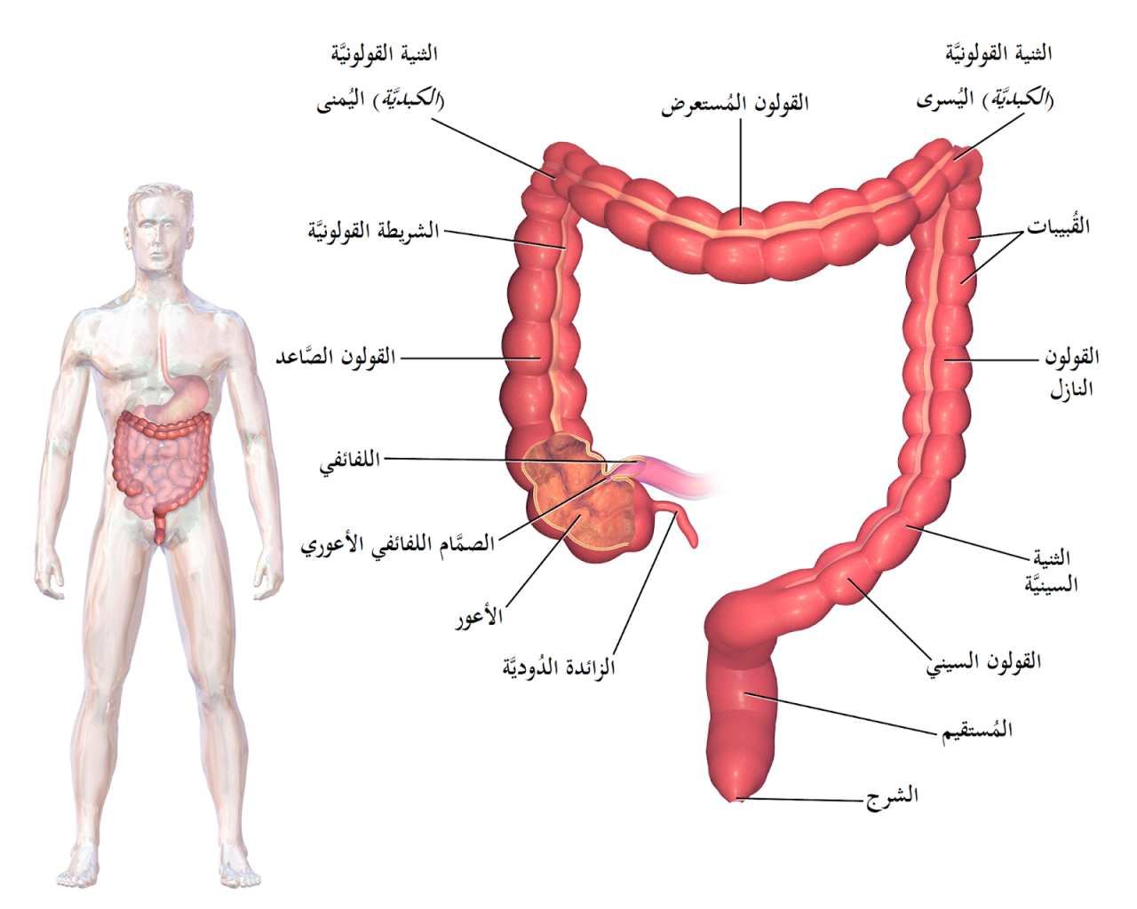 القولون تاعبك هقلك علاجه طبيعي روعة - علاج طبيعي للقولون العصبي 6613