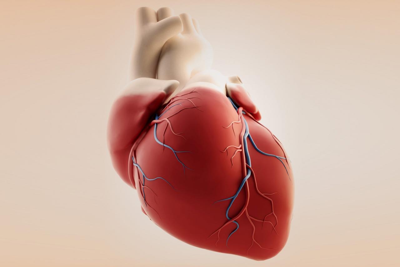 معلومات عن القلب - معلومات لا تعرفها عن القلب 430 1