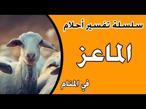 تفسير حلم الماعز لابن سيرين - رزق وخير 1483 2