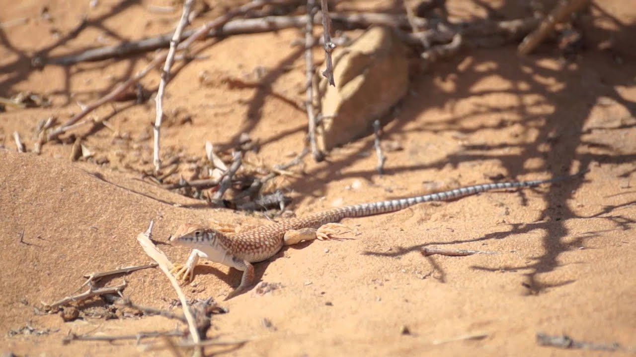 السحلية والحلم بيها هل شر، تفسير حلم السحلية في البيت 6370 2