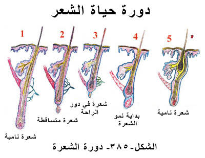 مراحل نمو الشعر - دوره النمو الطبيعي للشعر 2575 2