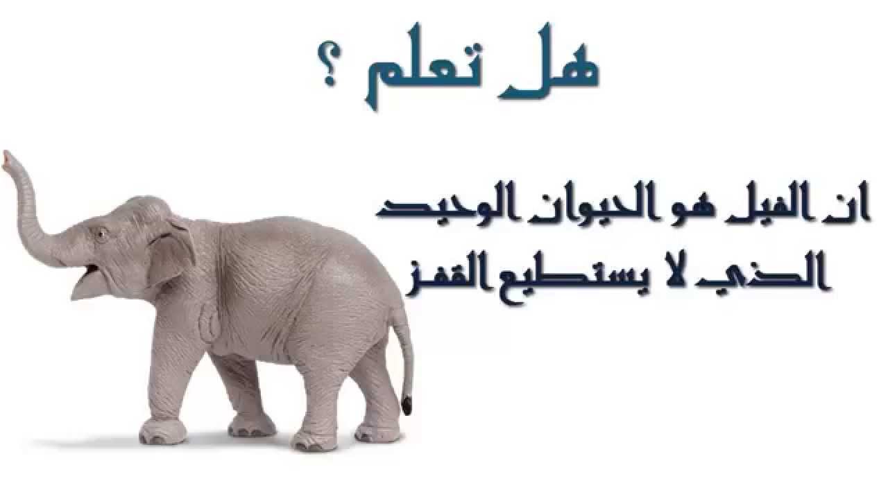 اقوال عن الحيوانات , الحيوانات هيا اوفي المخلوقات ازي هقلك