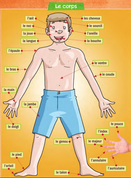 اجزاء الجسم بالفرنسية 1925