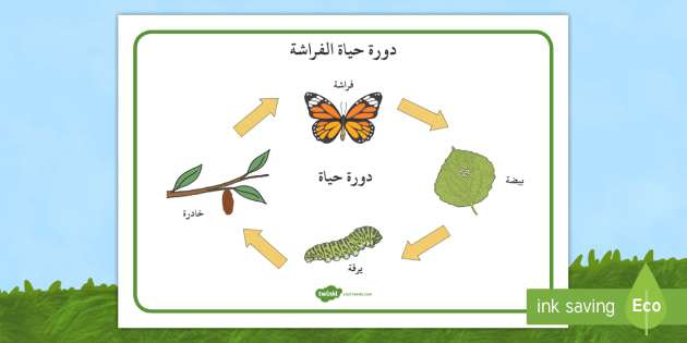 معلومات عامة للاطفال - نمى ذكاؤه باقيم المعلومات 89 14