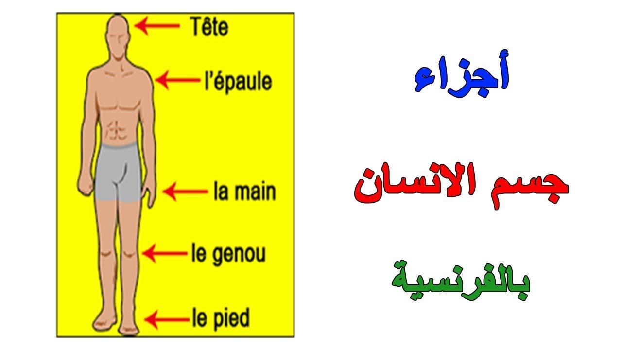 اجزاء الجسم بالفرنسية 1925 6