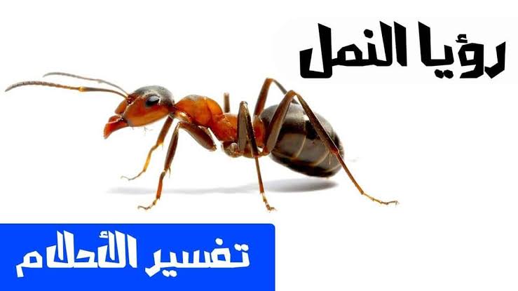 تفسير اكل النمل في المنام - تخلصي من النمل الاسود 845