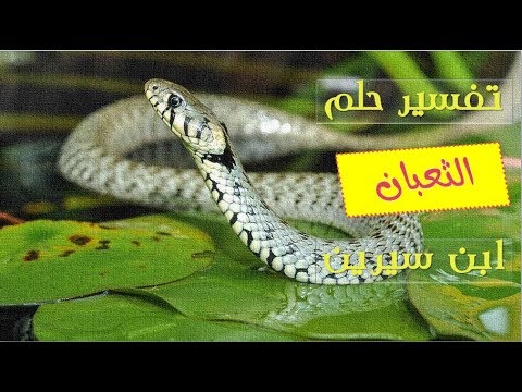 ما تفسير الافعى في المنام - تفسير بن سيرين لحلم الافعي 2206 2