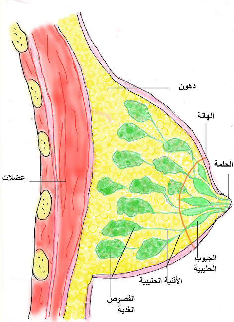 الاورام الحميدة في الثدي بالصور - معلومه لا تعرفها عن سرطان الثدى الحميد 1009 5