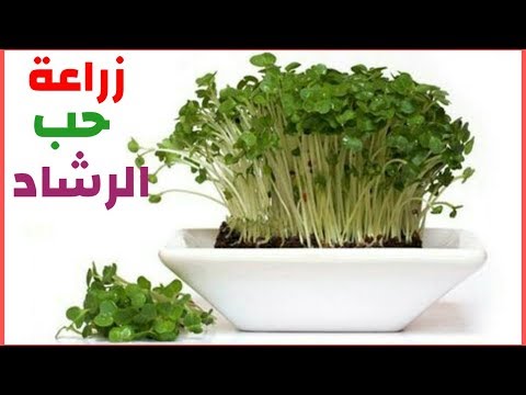 شجرة حب الرشاد - زراعه حب الرشاد في حديقه المنزل 2338 1