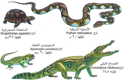 الزواحف أشكالها كثير هقولك عليها , بحث عن الزواحف مع الصور