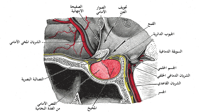 علاج الغدة النخامية بالاعشاب جابر القحطاني - الاعشاب كعلاج مساعد 1303