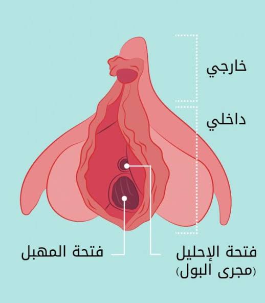 حجم فتحة المهبل قبل الزواج - معلومه مهمه لا تعرفيها 4077 1