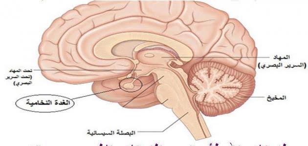 علاج الغدة النخامية بالاعشاب جابر القحطاني - الاعشاب كعلاج مساعد 1303 1