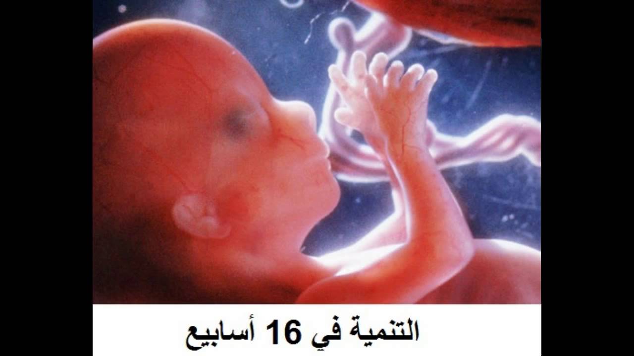 صورة جنين في بطن امه - حامل وعاوزه تعرفي مراحل ابنك راح اقلك 3394 3