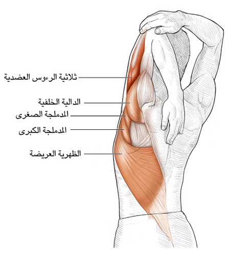 من اصعب التمارين - تمارين خلع الكتف 6416 9