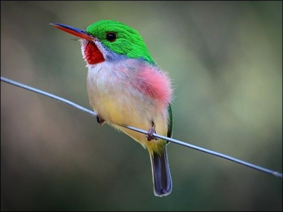 طيور جميلة بالوان غريبة - صور طيور روعة 3781 6