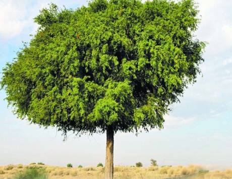 شجرة تستعمل قشورها لعلاج الحمى والملاريا