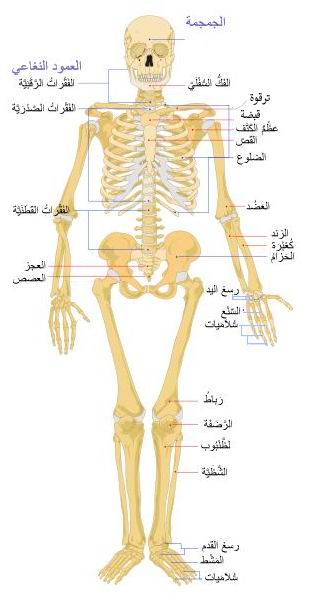 بحث عن الهيكل العظمي , اسرار واكتشفات عن الهيكل العظمي