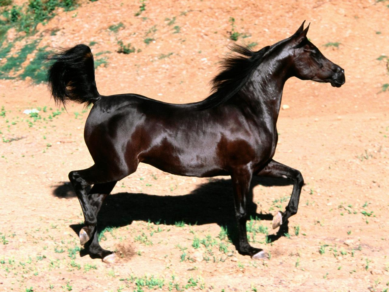 صور حصان عربي اصيل , الخيل العربي الاصيل