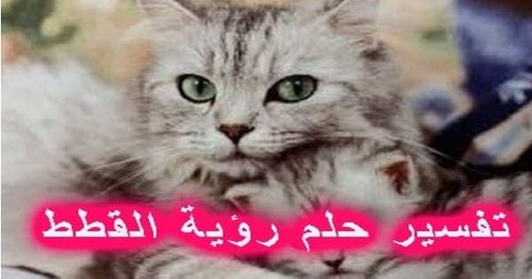 تفسير حلم القط البني , تفسيرها للمتزوجه و العزباء