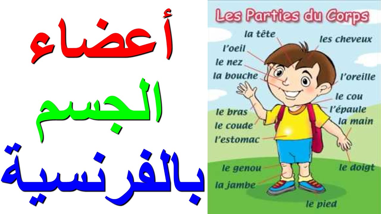 اجزاء الجسم بالفرنسية