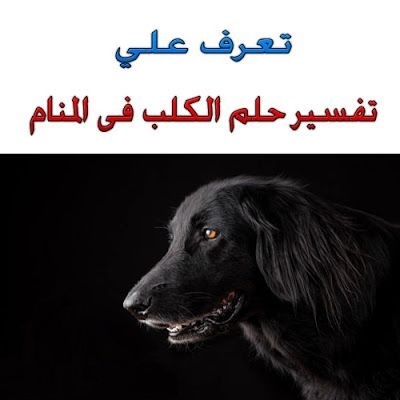 رؤية الكلب في المنام